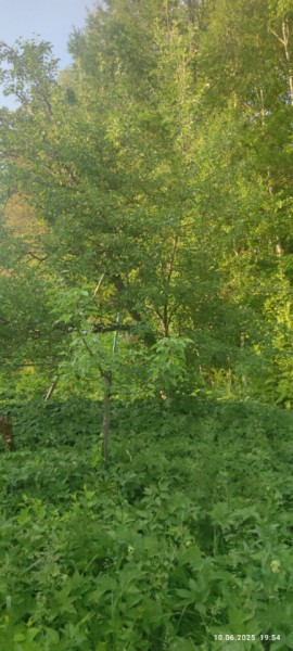 г Верхняя пышма, СНТ Мираж, уч.№ 99 в Верхней Салде - verhnyaya-salda.yutvil.ru - фото 10
