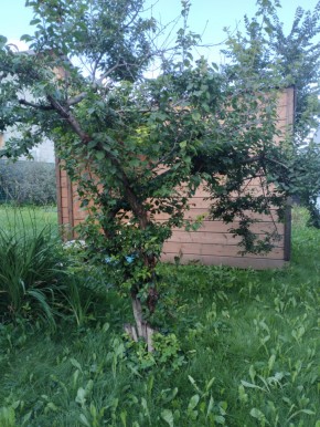 Коллективный сад номер 7, участок 58 в Верхней Салде - verhnyaya-salda.yutvil.ru - фото 28 Коллективный сад номер 7, участок 58 в Верхней Салде - verhnyaya-salda.yutvil.ru - фото 28