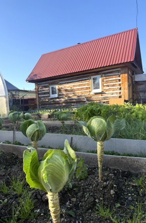 СНТ Дорожник, 97 в Верхней Салде - verhnyaya-salda.yutvil.ru - фото 19
