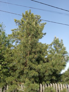 ул. Полынная,29 в Верхней Салде - verhnyaya-salda.yutvil.ru - фото 18